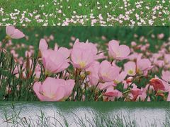 -洋湖国家湿地公园