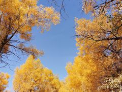 -金塔沙漠胡杨林景区