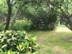 -香雪海
