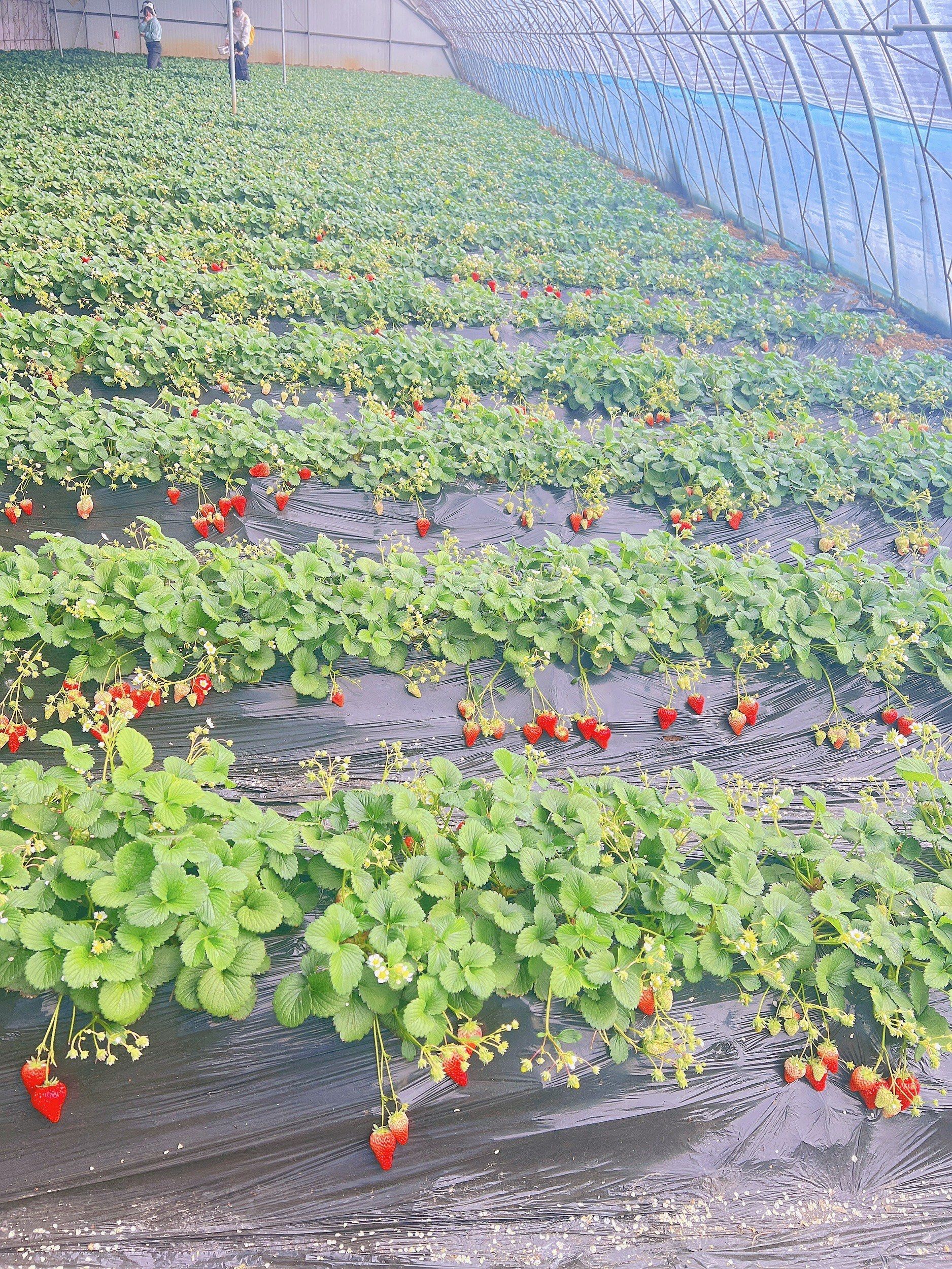 市区内便宜又近的草莓园