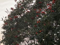-深圳湾公园(南山区)