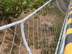 -西霞口神雕山野生动物世界