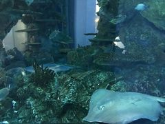 -乐从天佑城海洋馆
