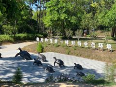 -广东惠东海龟国家级自然保护区