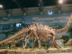 -自贡恐龙博物馆