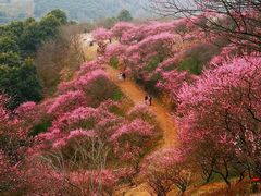 -新建村梅花