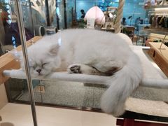 -momokira米努特·德文卷毛猫·棉花面纱犬