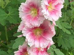 -星巴克(苏州建屋店)