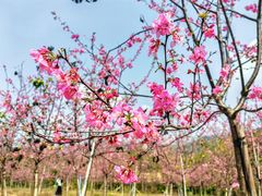 -天适樱花悠乐园