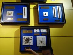 -上海昆虫博物馆