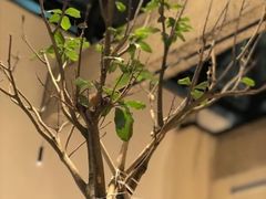 -大树餐厅(红旗街万达店)