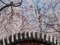 -桃花堤公园