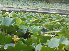 -新江湾城公园