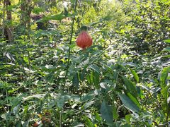 -中国科学院西双版纳热带植物园