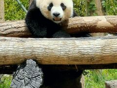 -卧龙中华大熊猫苑神树坪基地