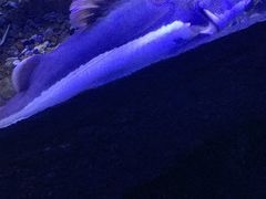 -芜湖新华联大白鲸海洋公园