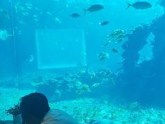-海棠湾洲际-涛·海底餐厅·美人鱼·自助餐·海底隧道