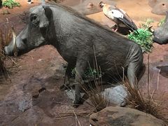 -陕西自然博物馆