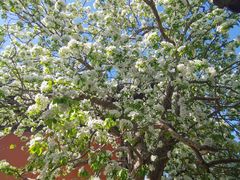 -大觉寺-停车场