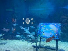 -烟台海昌鲸鲨海洋公园