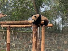 -都江堰中华大熊猫苑