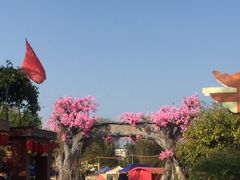 -天适樱花悠乐园