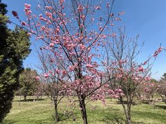 -崇圣寺三塔文化旅游区