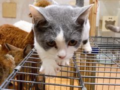 -猫色咖啡·猫咖