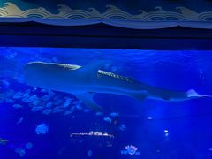 -烟台海昌鲸鲨海洋公园