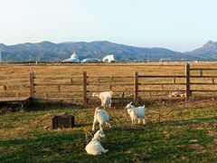 -敕勒川草原