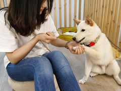 -柴迷FANS CLUB·柴犬狗咖·猫咖