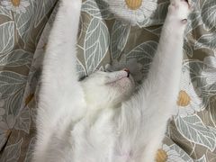 -创凡宠物医院·骨专科  猫科中心(西乡分院)