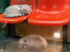 -猫咪博物馆(顶澳仔猫街店)