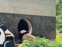 -中国大熊猫保护研究中心雅安碧峰峡基地