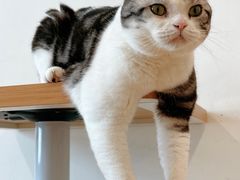 -有喵·猫咖·狗咖·40+猫狗有小奶狗(岗厦店)