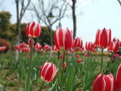-田园东方蜜桃村的田野营地