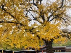 -千年银杏谷文化旅游区