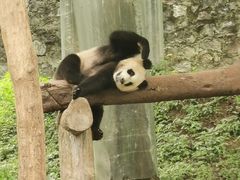 -都江堰中华大熊猫苑