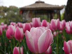 -无锡梅园公园