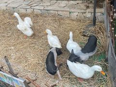 -HERRE·FARM 赫尔露营农场·团建聚会包场