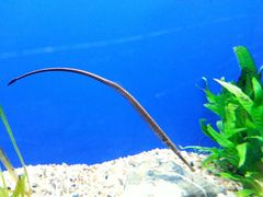 -上海海洋水族馆