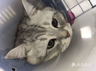 主子大概半小时就清醒过来了