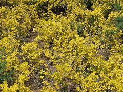 迎春花-沈阳南湖公园