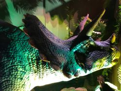 -恐龙探索乐园(磁器口店)