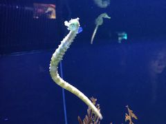 -上海海洋水族馆