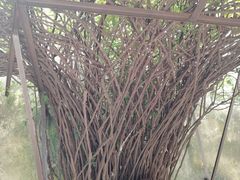 -乌镇东栅景区