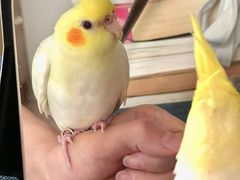 -溪岸路花鸟市场