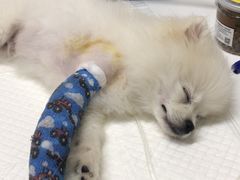 -伟伟宠物医院·CT影像中心·瑞派犬猫综合性门诊(汉口总院)