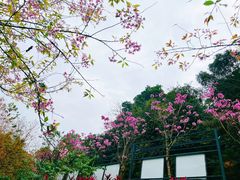 -南丹山森林王国