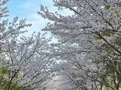 -高东镇樱花园